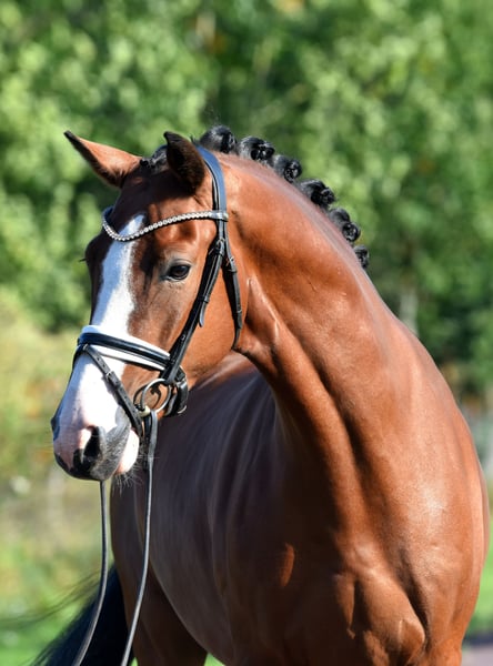 Deutsches Reitpony, Wallach in Kamern