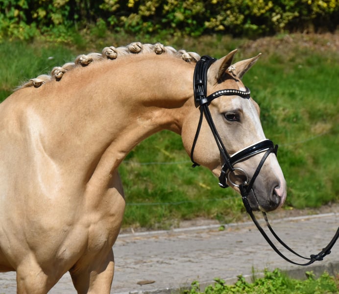 Deutsches Reitpony, Wallach in Fürstenau