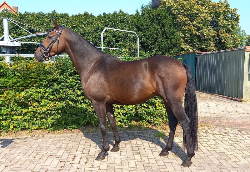 Deutsches Reitpony, Wallach in Hamburg