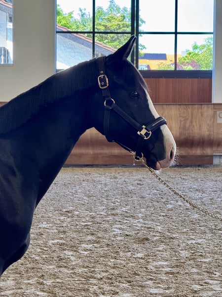 Deutsches Reitpony, Wallach in Hülben