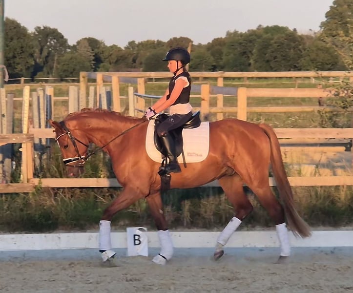 Deutsches Reitpony, Wallach in Kempen