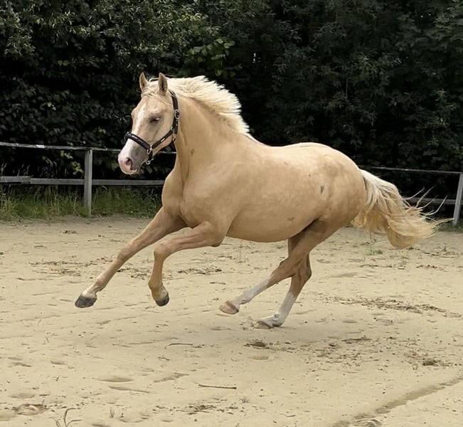 Deutsches Reitpony, Wallach in WuppertalWuppertal