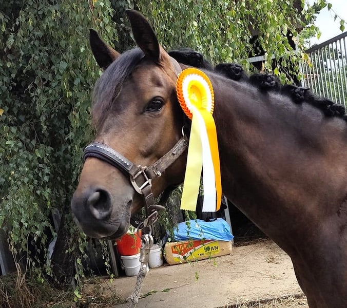 Deutsches Reitpony, Wallach in Eckenroth