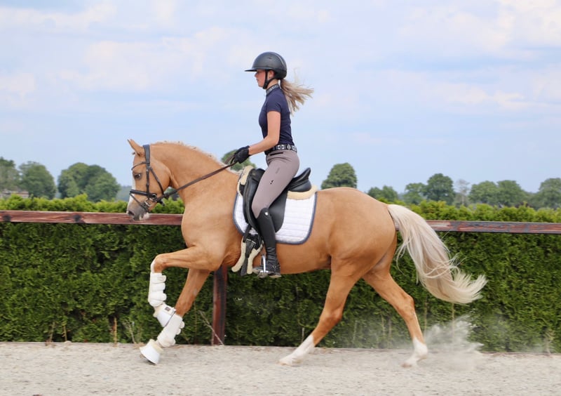 Deutsches Reitpony, Wallach in Geilenkirchen