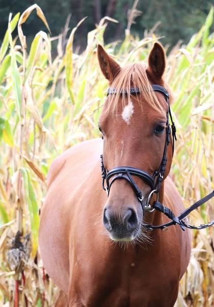 Deutsches Reitpony, Wallach in uelsen