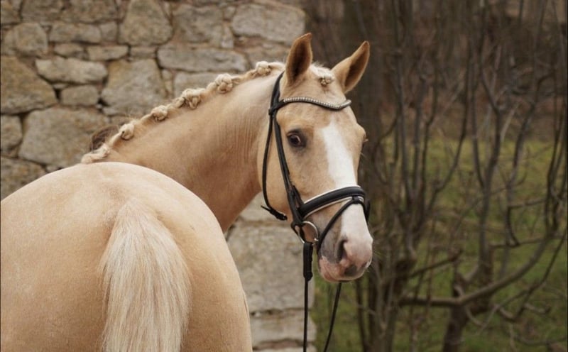 Deutsches Reitpony, Wallach in Werder