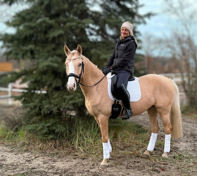 Deutsches Reitpony, Wallach in Werder