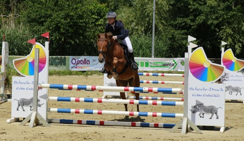 Deutsches Reitpony, Wallach in Braunschweig
