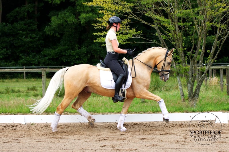 Deutsches Reitpony, Wallach in Westerstede