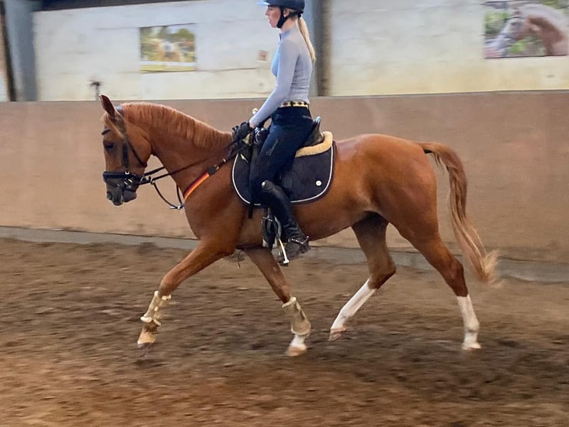 Deutsches Reitpony, Wallach in Achim