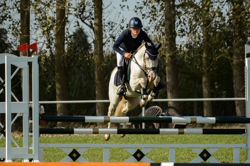 Deutsches Reitpony, Wallach in Kirch Rosin