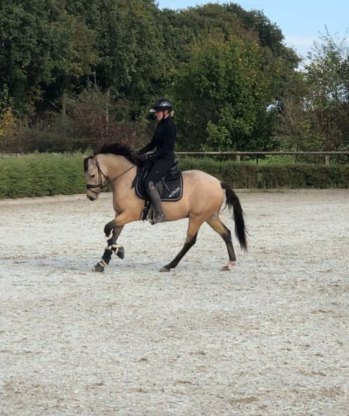 Deutsches Reitpony, Wallach in Loxstedt