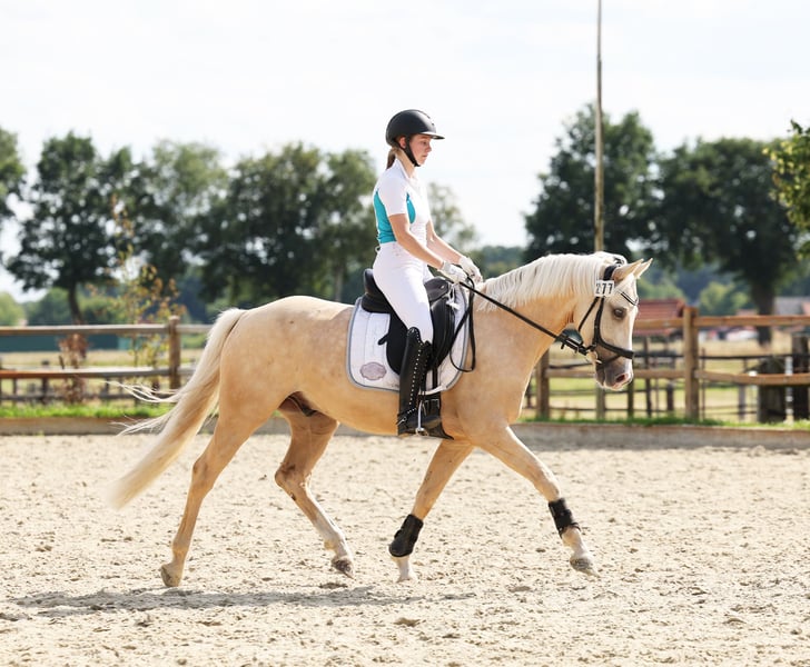 Deutsches Reitpony, Wallach in Stuhr