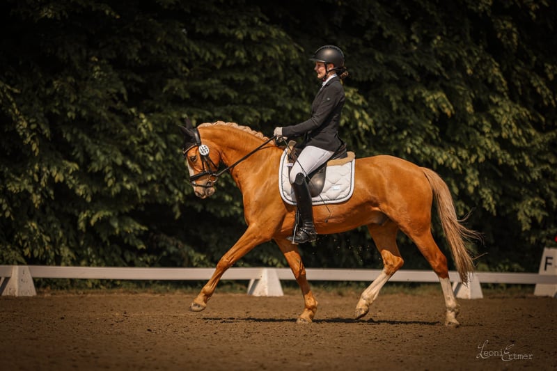 Deutsches Reitpony, Wallach in Essen