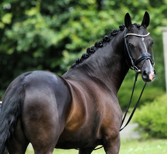 Deutsches Reitpony, Wallach in Rehburg-Loccum MünchehagenLoccum