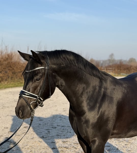 Deutsches Reitpony, Wallach in Viersen