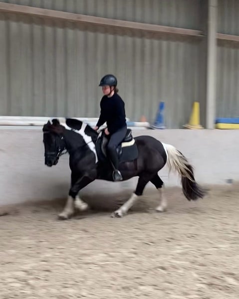 Deutsches Reitpony, Wallach in Würzburg