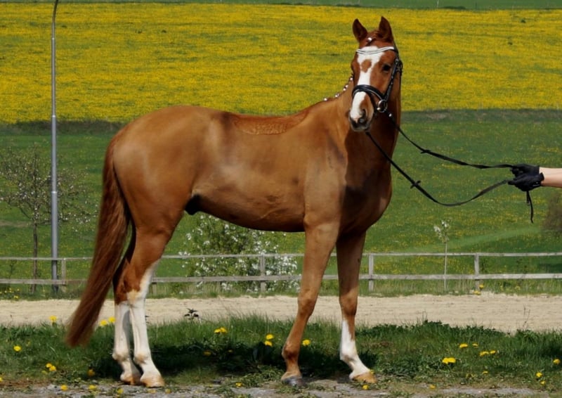 Deutsches Reitpony Wallach 8 Jahre 147 Cm Fuchs In Iserlohn