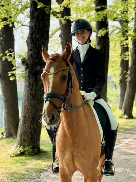 Deutsches Reitpony, Wallach in Tönisvorst