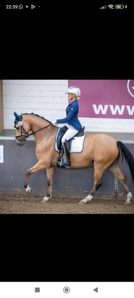 Deutsches Reitpony, Wallach in Essen