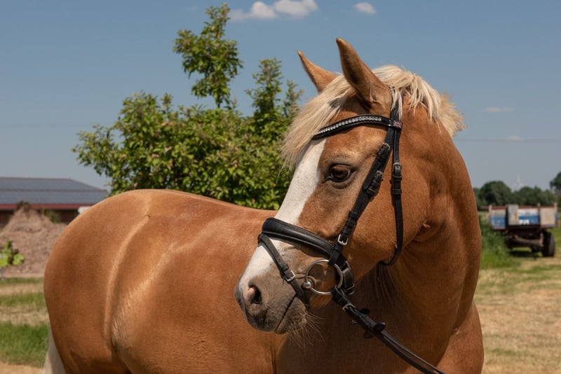 Deutsches Reitpony, Wallach in Rees