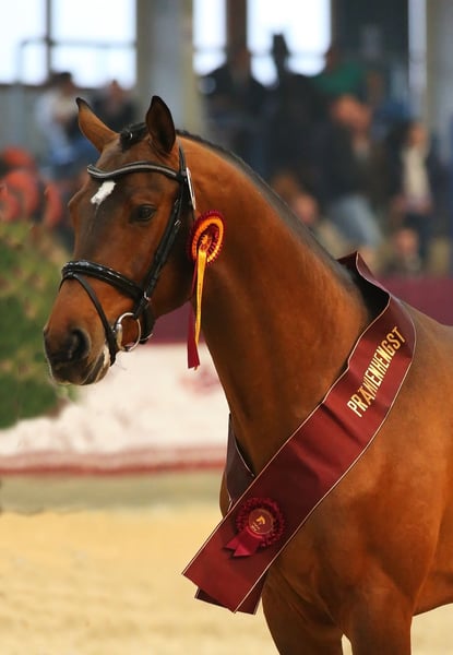 Deutsches Sportpferd, Hengst in Fehrbellin Protzen