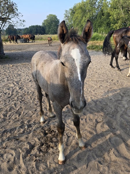 Deutsches Sportpferd, Hengst in Sperenberg