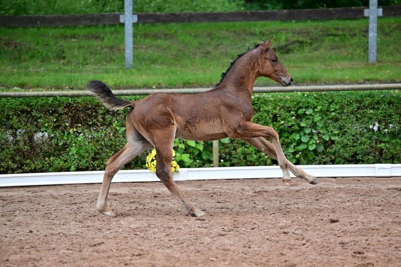 Deutsches Sportpferd, Hengst in Burgstall