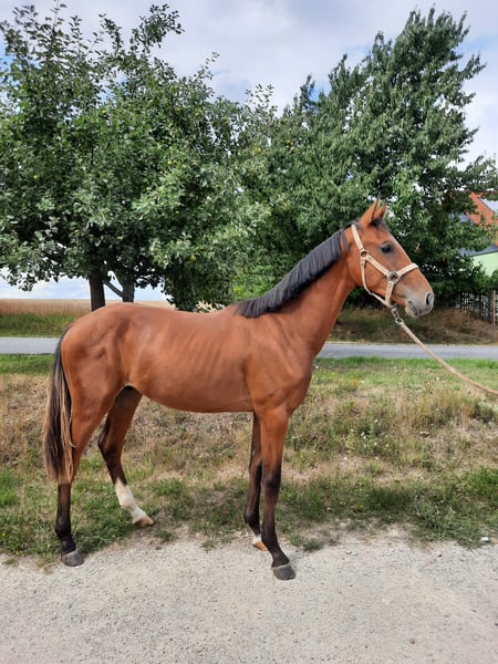 Deutsches Sportpferd, Hengst in Ilmtal-Weinstraße