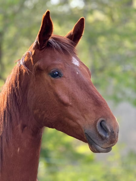 Deutsches Sportpferd, Hengst in Querfurt
