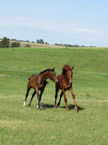 Deutsches Sportpferd, Hengst in Querfurt