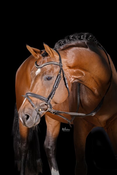 Deutsches Sportpferd, Hengst in Herrenberg