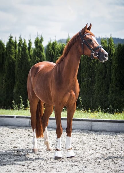 Deutsches Sportpferd, Hengst in Aurich