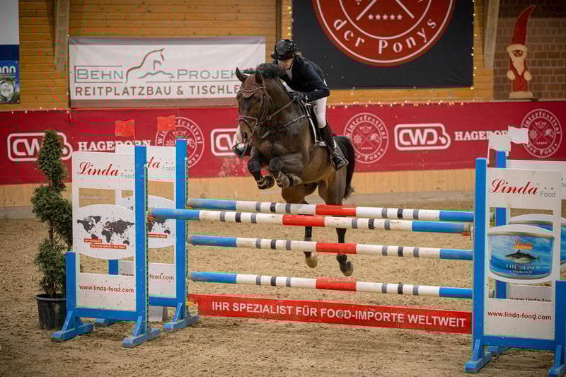 Deutsches Sportpferd, Hengst in Salzkotten
