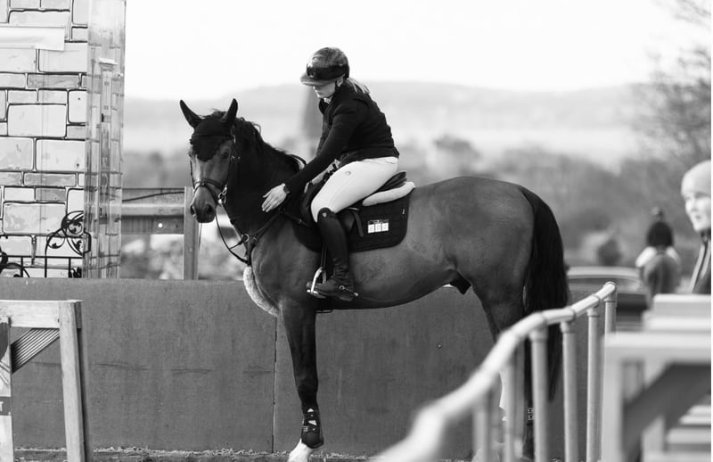 Deutsches Sportpferd, Hengst in Göttingen