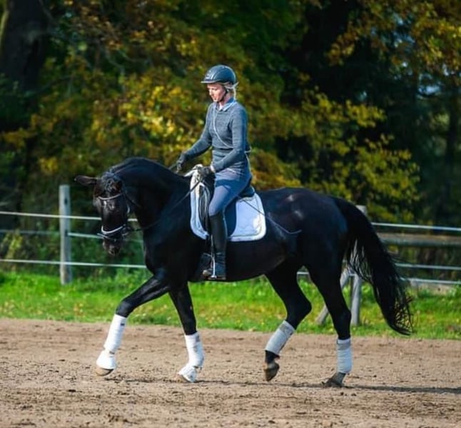 Deutsches Sportpferd, Hengst in Schönwalde-Glien