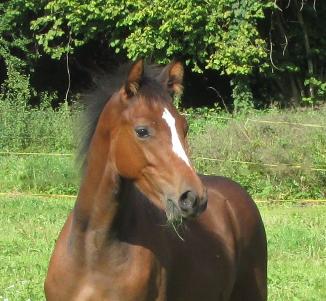 Deutsches Sportpferd, Hengst in Balingen