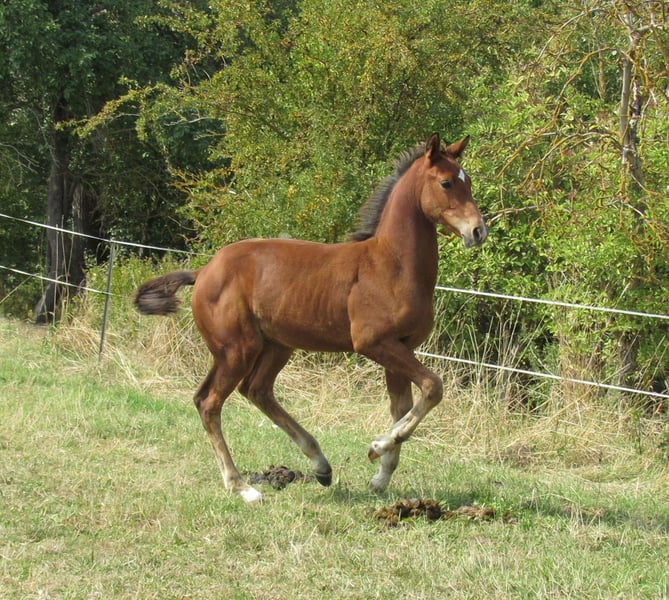 Deutsches Sportpferd, Hengst in Querfurt