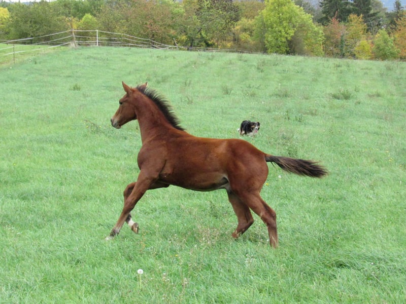 Deutsches Sportpferd, Hengst in Querfurt