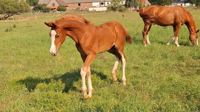 Deutsches Sportpferd, Hengst in Zangenberg