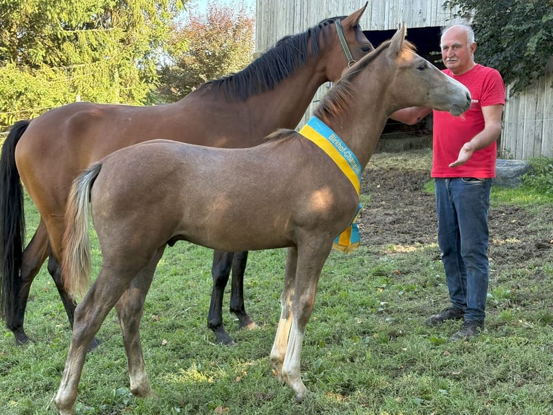 Deutsches Sportpferd, Hengst in Horb am Neckar