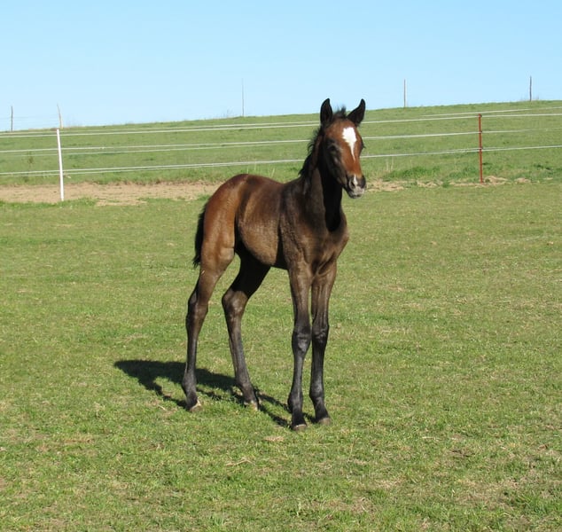 Deutsches Sportpferd, Hengst in Querfurt