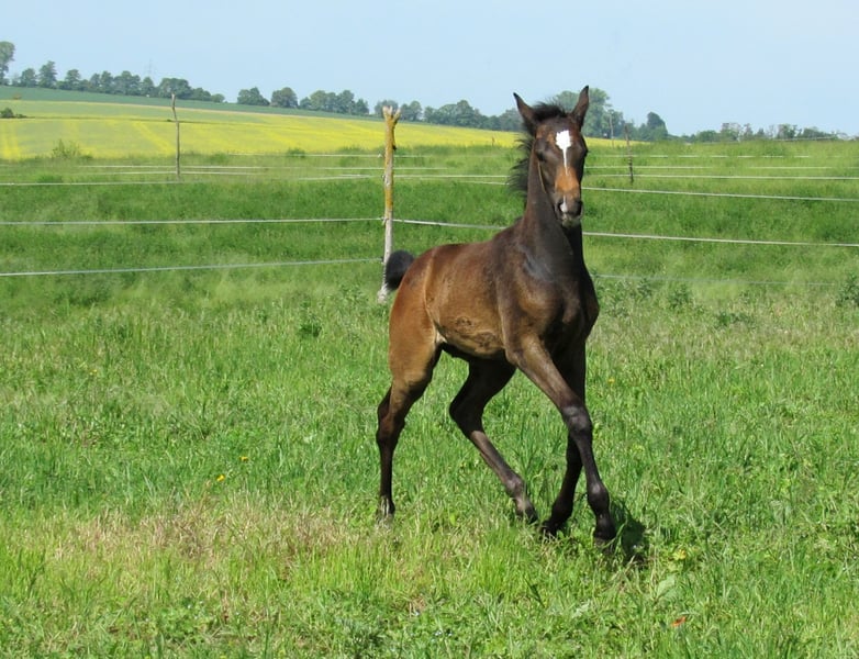 Deutsches Sportpferd, Hengst in Querfurt