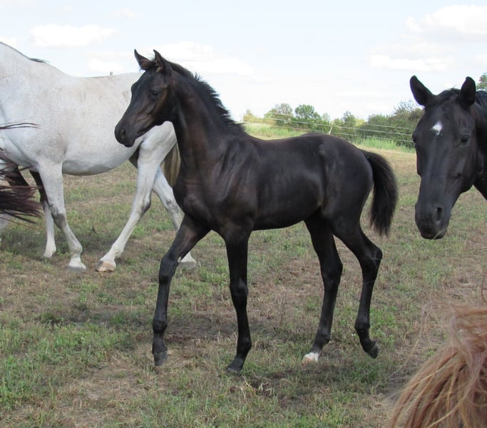Deutsches Sportpferd, Hengst in Querfurt