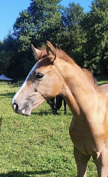 Deutsches Sportpferd, Hengst in Lahr/Schwarzwald