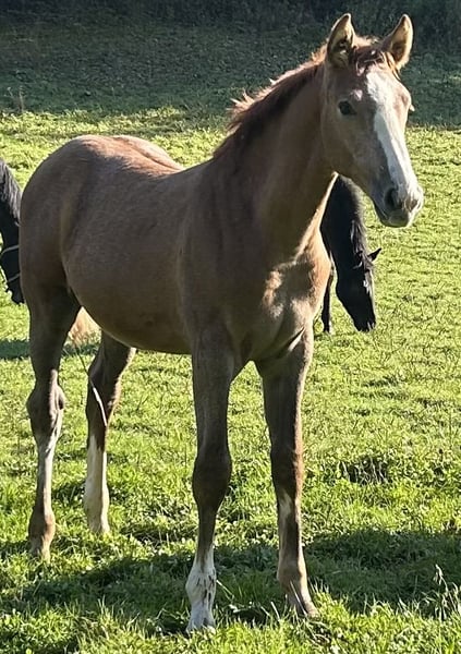 Deutsches Sportpferd, Hengst in Lahr/Schwarzwald