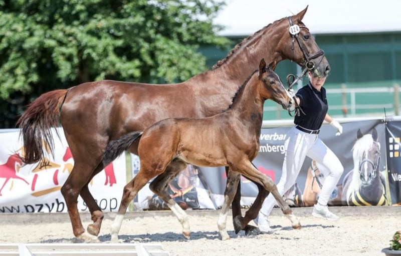 Deutsches Sportpferd, Hengst in Wolpertshausen