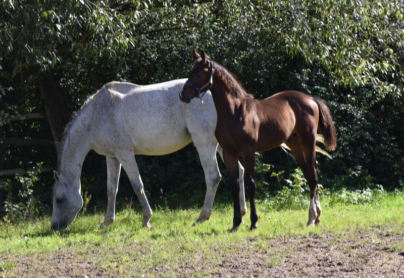 Deutsches Sportpferd, Hengst in Bad Mergentheim