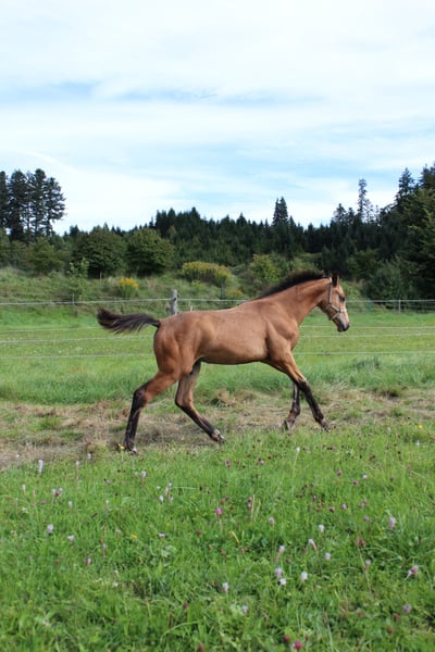 Deutsches Sportpferd, Hengst in Stiefenhofen
