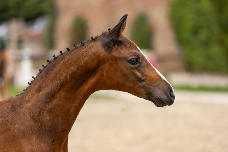 Deutsches Sportpferd, Hengst in Bann